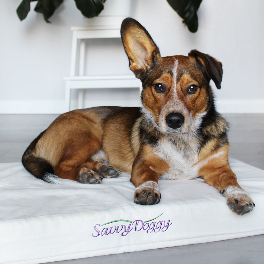 Natural Organic Dog Bed by Savvy Rest